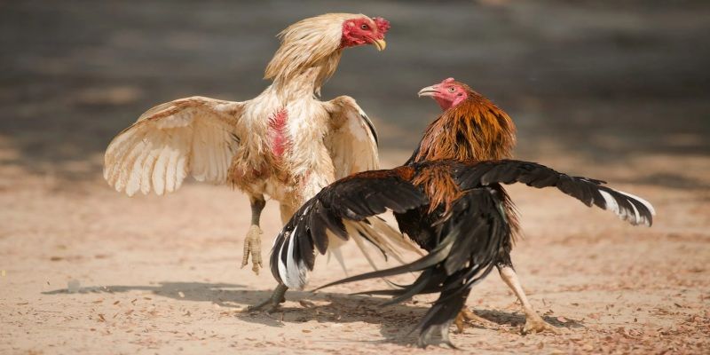 Ít khi xuất hiện kết quả hòa trong chọi gà đòn
